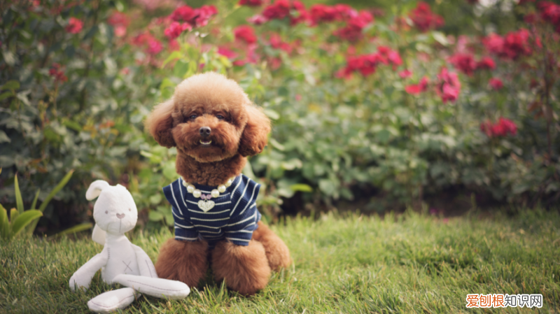 关于狗狗的常识，狗狗24个重要知识总结，看看养宠物你知道哪些？
