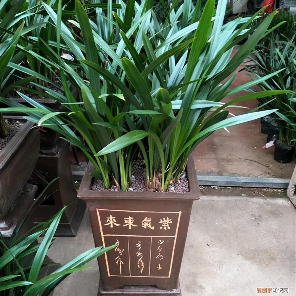 兰花如何促根发芽，养花先养根，5个小技巧促新根，根多开花旺，啥花都养好