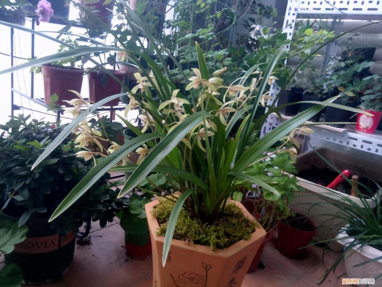 兰花如何促根发芽，养花先养根，5个小技巧促新根，根多开花旺，啥花都养好