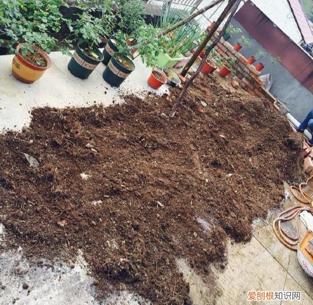 兰花如何促根发芽，养花先养根，5个小技巧促新根，根多开花旺，啥花都养好