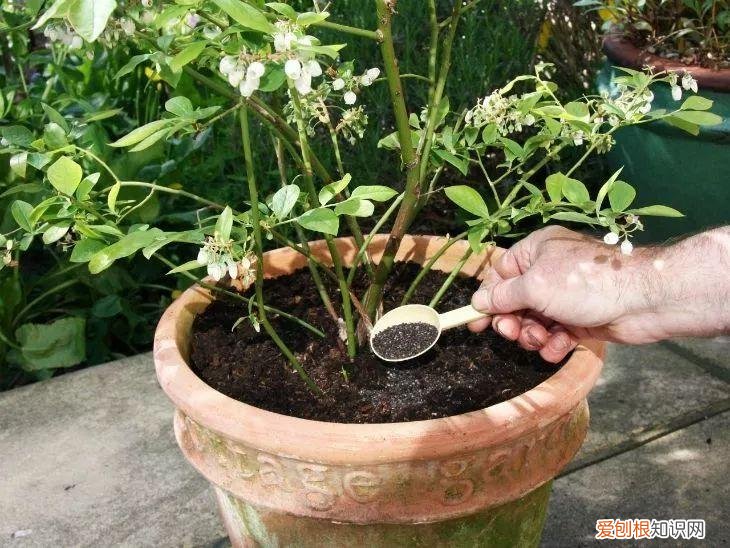 兰花如何促根发芽，养花先养根，5个小技巧促新根，根多开花旺，啥花都养好