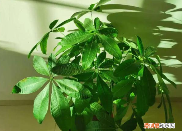 冬季室内花浇水用浇透水吗，养花只浇水，根本养不好，记住“六不缺”，叶子油绿根系壮