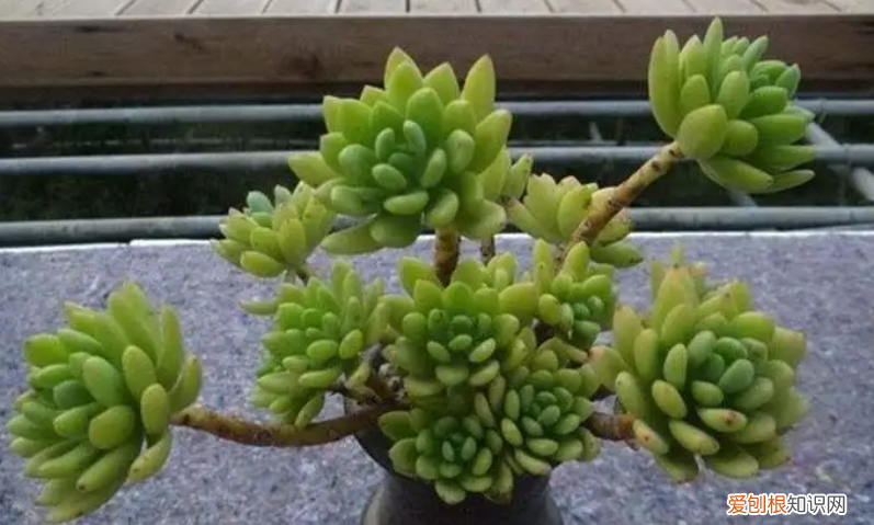 冬季室内花浇水用浇透水吗，养花只浇水，根本养不好，记住“六不缺”，叶子油绿根系壮