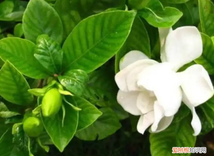 冬季室内花浇水用浇透水吗，养花只浇水，根本养不好，记住“六不缺”，叶子油绿根系壮