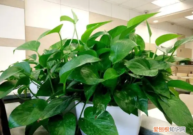 冬季室内花浇水用浇透水吗，养花只浇水，根本养不好，记住“六不缺”，叶子油绿根系壮