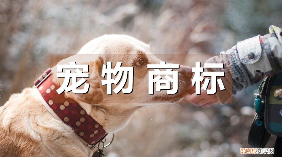 宠物服饰属于哪一类商标,宠物行业如何选择商标注册类别?