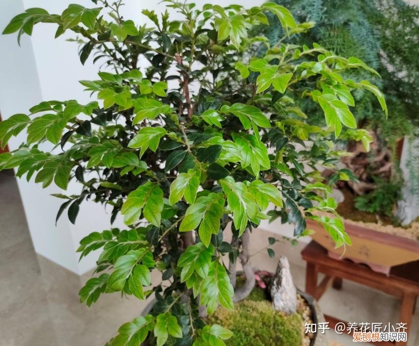 养花技巧及知识大全详解，总结养花“十大问题”，只要学会，你就是养花大神