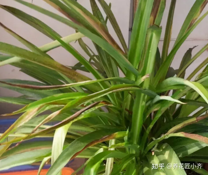 养花技巧及知识大全详解，总结养花“十大问题”，只要学会，你就是养花大神