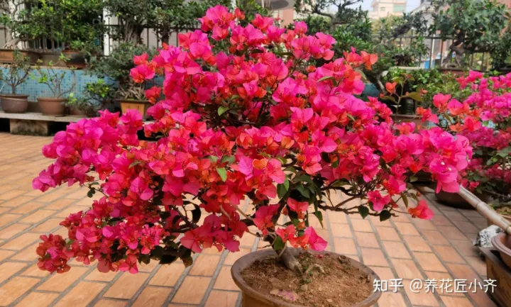 养花技巧及知识大全详解，总结养花“十大问题”，只要学会，你就是养花大神