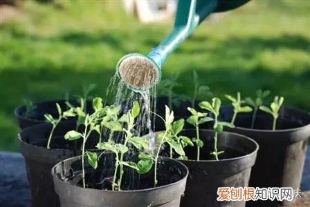 怎么种花种花，【干货】怎么把花养得漂亮是个技术活，看完你就会了！