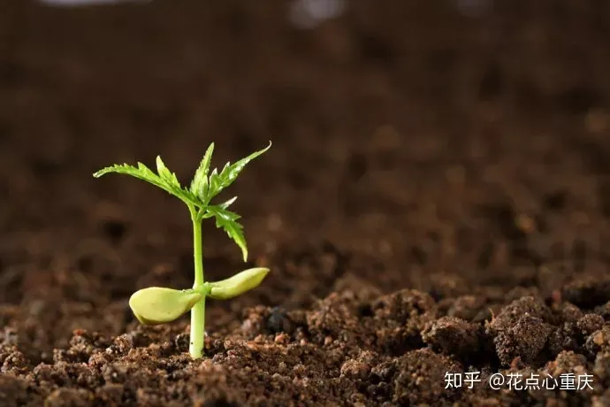 怎么种花种花，【干货】怎么把花养得漂亮是个技术活，看完你就会了！