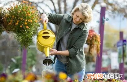 怎么种花种花，【干货】怎么把花养得漂亮是个技术活，看完你就会了！