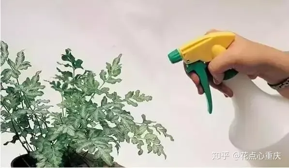 怎么种花种花，【干货】怎么把花养得漂亮是个技术活，看完你就会了！
