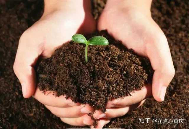 怎么种花种花，【干货】怎么把花养得漂亮是个技术活，看完你就会了！