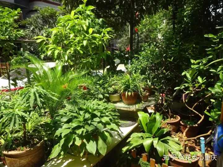 怎么种花种花，【干货】怎么把花养得漂亮是个技术活，看完你就会了！