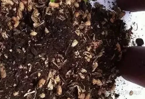 怎么种花种花，【干货】怎么把花养得漂亮是个技术活，看完你就会了！