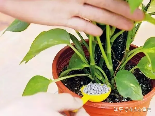 怎么种花种花，【干货】怎么把花养得漂亮是个技术活，看完你就会了！