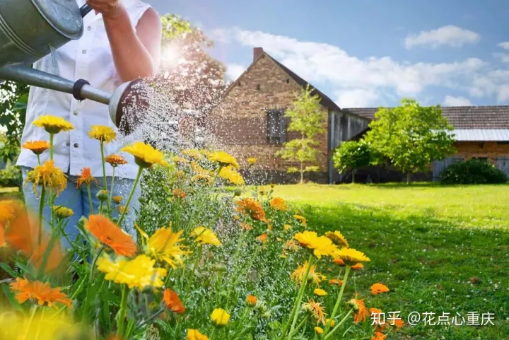 怎么种花种花，【干货】怎么把花养得漂亮是个技术活，看完你就会了！