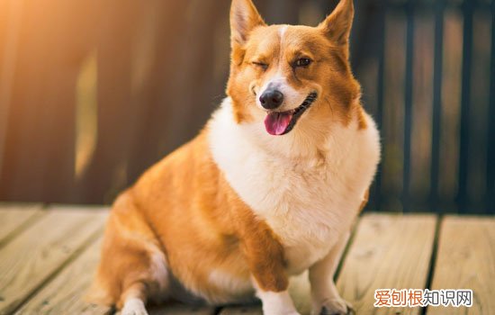 柯基记仇的表现 柯基认错的表现
