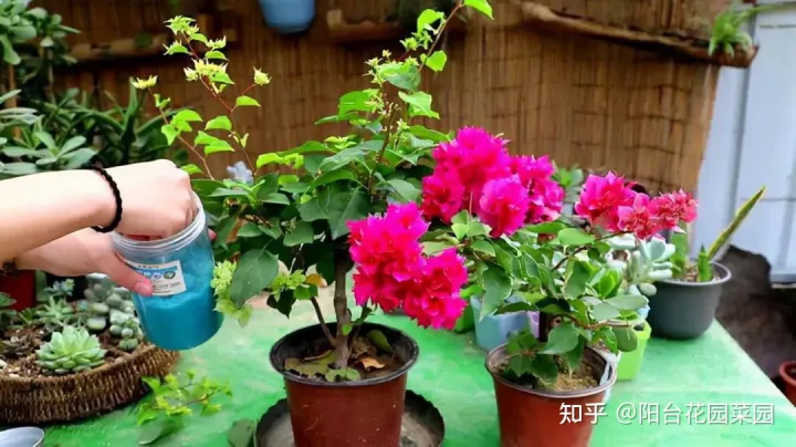 养花小技巧,轻松养鱼,养花“高级感”,养小不养大,5个小技巧,价格翻一倍