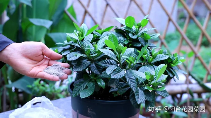 养花必备用品,养花4种“必须品”,不要图便宜,买错了不管用,浪费多少买花钱
