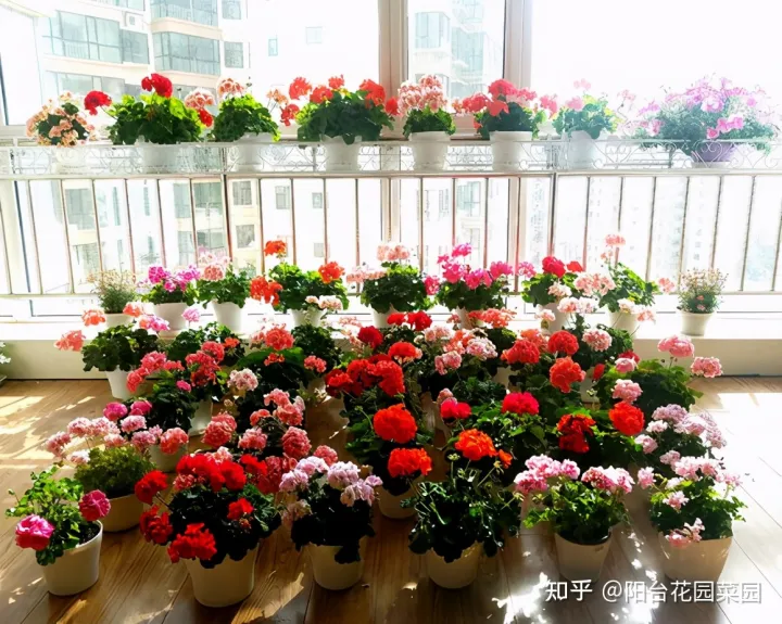 养花必备用品,养花4种“必须品”,不要图便宜,买错了不管用,浪费多少买花钱