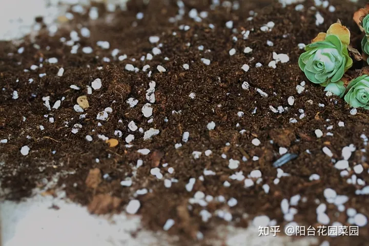 养花必备用品,养花4种“必须品”,不要图便宜,买错了不管用,浪费多少买花钱