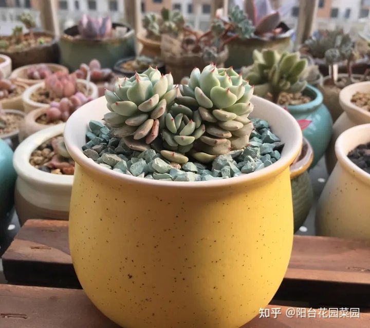 养花必备用品,养花4种“必须品”,不要图便宜,买错了不管用,浪费多少买花钱