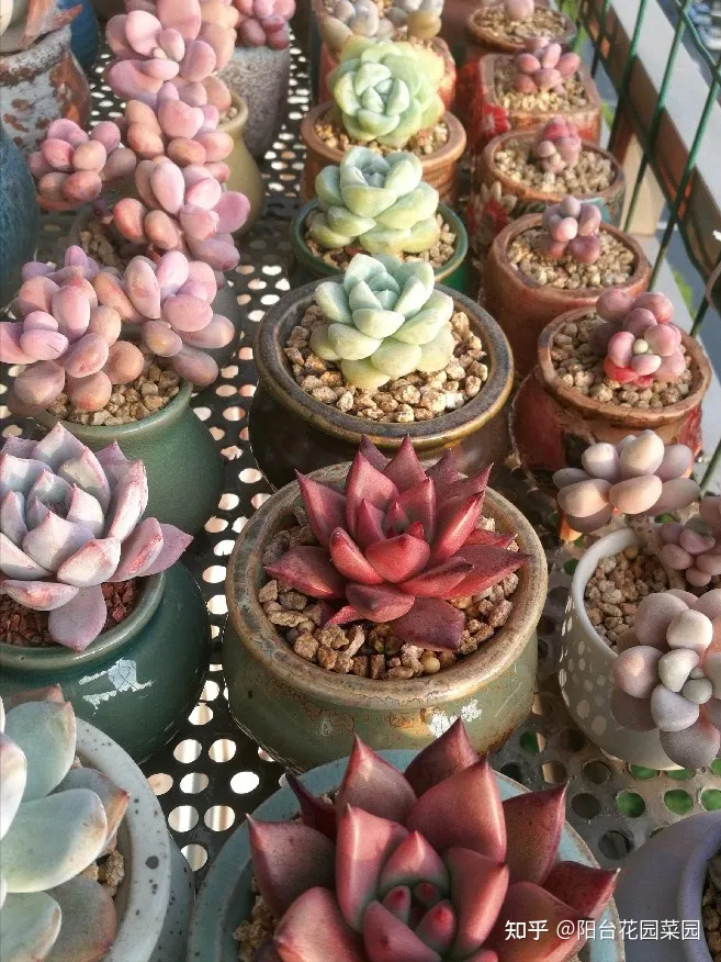 养花必备用品,养花4种“必须品”,不要图便宜,买错了不管用,浪费多少买花钱