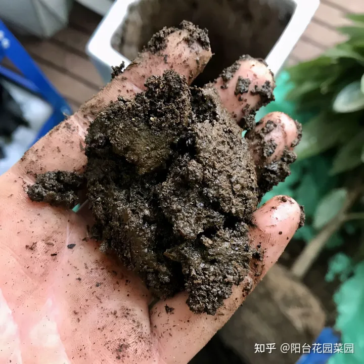 养花必备用品,养花4种“必须品”,不要图便宜,买错了不管用,浪费多少买花钱