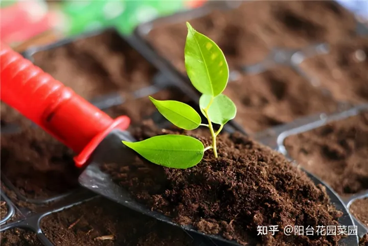 养花必备用品,养花4种“必须品”,不要图便宜,买错了不管用,浪费多少买花钱