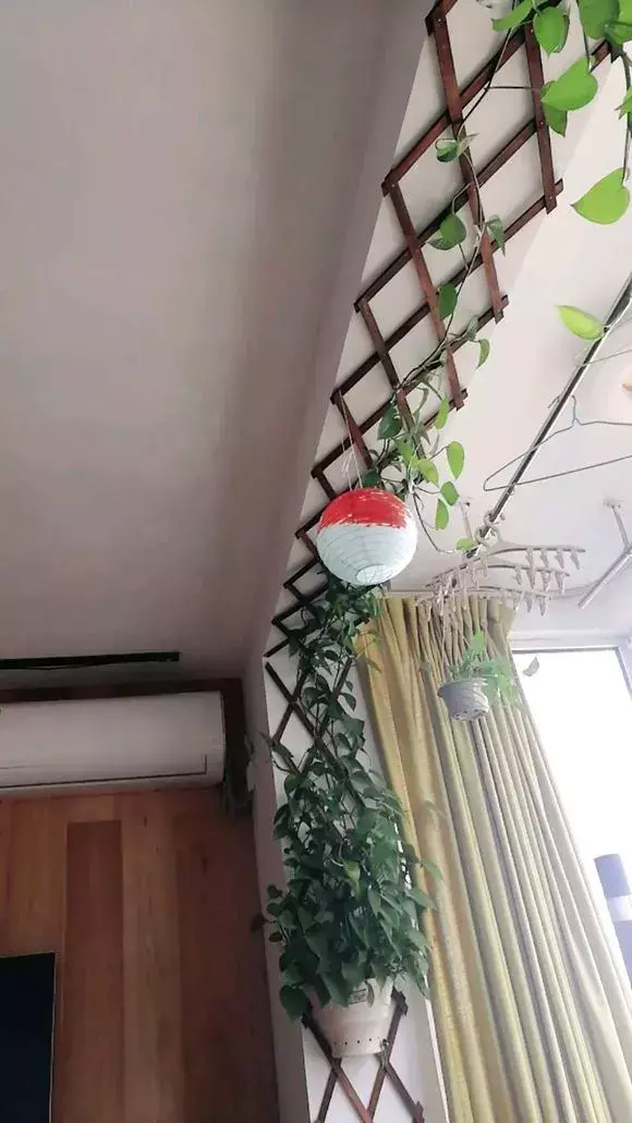 什么花好养不用总浇水,王大爷养花,只浇一种水,花肥没买过,偏偏盆盆都很旺