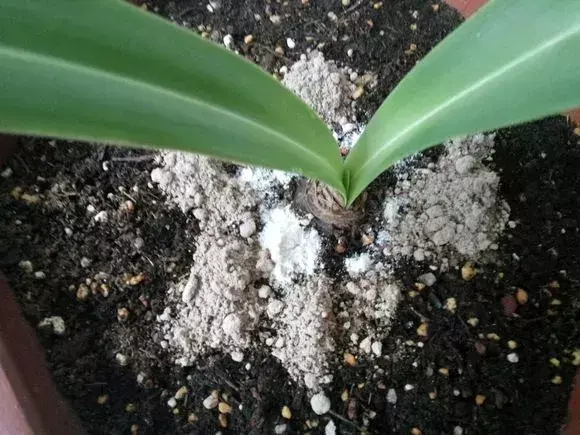 风油精水可以浇花?,浇水兑点风油精,浇花不生虫,不黄叶,绿叶砰砰爆盆