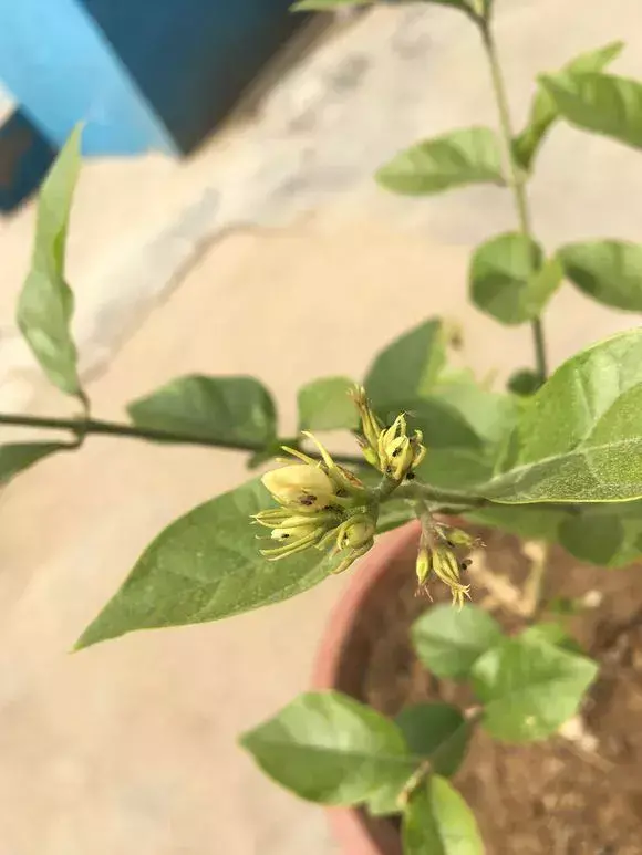 风油精水可以浇花?,浇水兑点风油精,浇花不生虫,不黄叶,绿叶砰砰爆盆