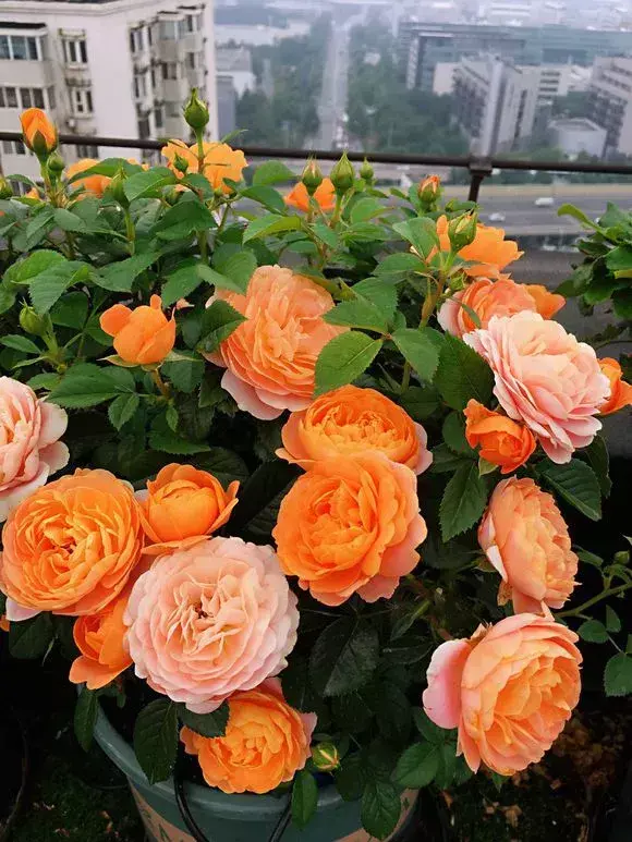 风油精水可以浇花?,浇水兑点风油精,浇花不生虫,不黄叶,绿叶砰砰爆盆