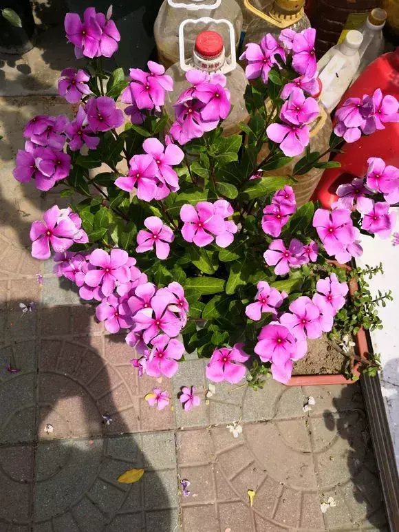 菜油直接放入花盆里,老花农不小心透露,花盆里倒3滴油,1个月爆盆,全年不用施肥