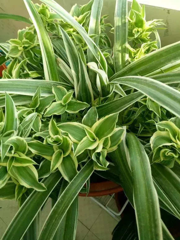 菜油直接放入花盆里,老花农不小心透露,花盆里倒3滴油,1个月爆盆,全年不用施肥
