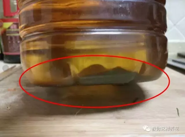 菜油直接放入花盆里,老花农不小心透露,花盆里倒3滴油,1个月爆盆,全年不用施肥