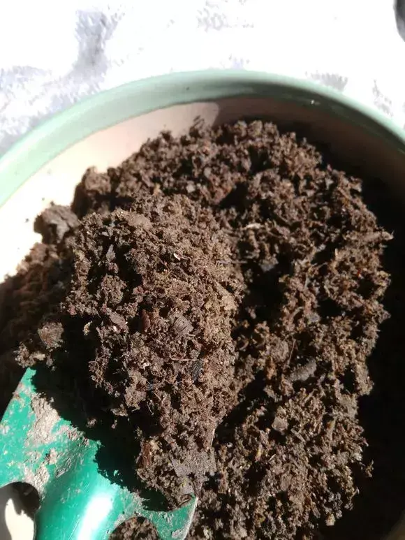 菜油直接放入花盆里,老花农不小心透露,花盆里倒3滴油,1个月爆盆,全年不用施肥