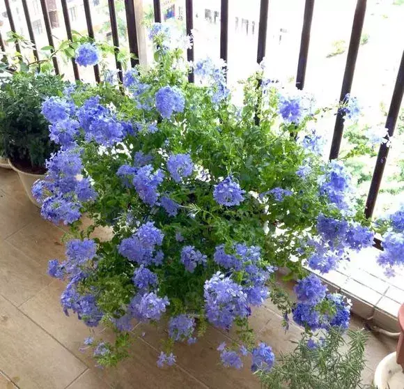 菜油直接放入花盆里,老花农不小心透露,花盆里倒3滴油,1个月爆盆,全年不用施肥
