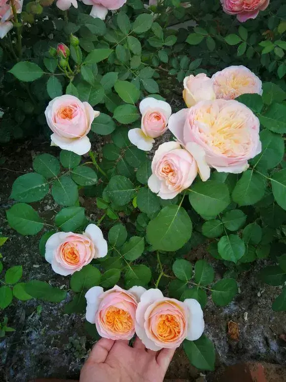 菜油直接放入花盆里,老花农不小心透露,花盆里倒3滴油,1个月爆盆,全年不用施肥