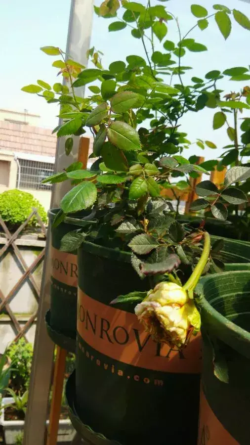 养花小窍门,这3种养花怪招,简单有效,新手也能学得会!
