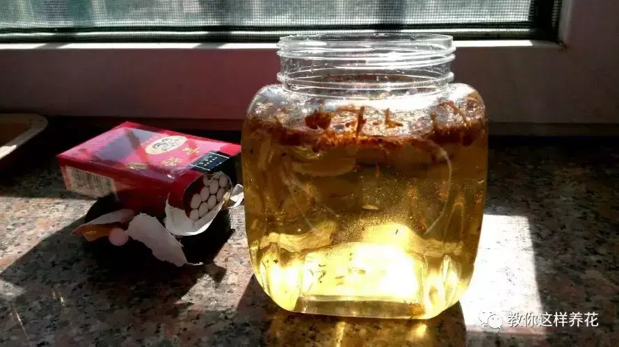 养花小窍门,这3种养花怪招,简单有效,新手也能学得会!