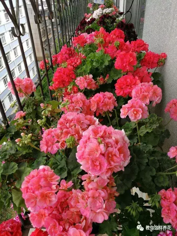 养花小窍门,这3种养花怪招,简单有效,新手也能学得会!