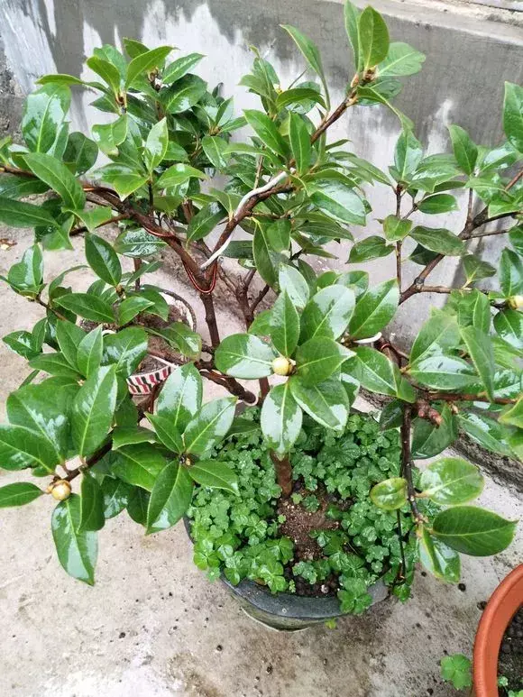 养花小窍门,这3种养花怪招,简单有效,新手也能学得会!