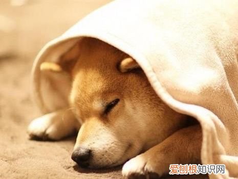 狗狗睡觉的时候总是抽搐 狗狗睡觉时突然抽搐,警惕这5个原因!