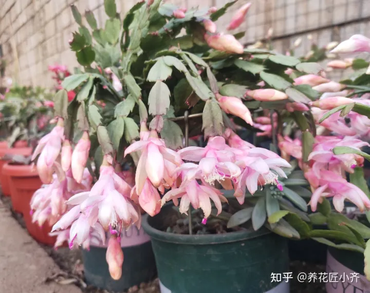 养花费钱不，家庭养花其实根本不需要花钱，这4个“诀窍”，一般人不会告诉你
