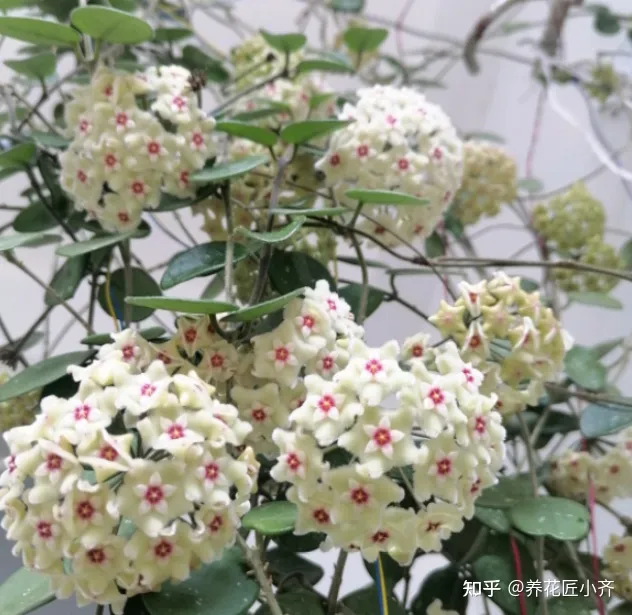 养花费钱不，家庭养花其实根本不需要花钱，这4个“诀窍”，一般人不会告诉你