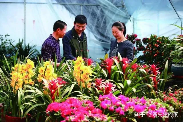 市场买花为什么养不活，5类“坑人花”，千万别买回家，一般人养不活，买了就是白扔钱