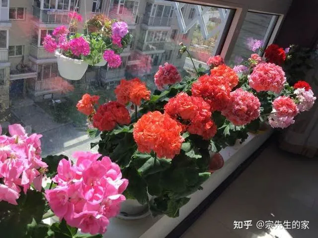 市场买花为什么养不活，5类“坑人花”，千万别买回家，一般人养不活，买了就是白扔钱